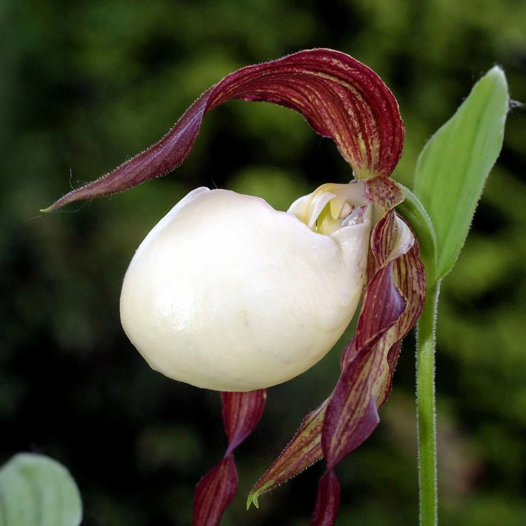 Cypripedium Kentuckiense - Sabot De Vénus Pourpre Et Ivoire 3 Cypripedium Kentuckiense - Sabot De Vénus Pourpre Et Ivoire