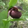 Cypripedium Smithii - Sabot De Vénus Rouge Pourpre -Promesse de fleurs Boutique Cypripedium smithii 80349 1