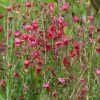 Genêt à Balais - Cytisus Boskoop Ruby 1 Genêt à Balais - Cytisus Boskoop Ruby -Promesse de fleurs Boutique Cytisus Boskoop Ruby 781591 1