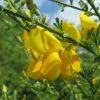 Genêt - Cytisus Golden Sunlight -Promesse de fleurs Boutique Cytisus Golden Sunlight 100090 1