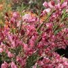 Genêt - Cytisus Hollandia -Promesse de fleurs Boutique Cytisus Hollandia 100091 1