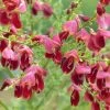 GenĂŞt Ă Balais - Cytisus Scoparius Burkwoodii 1 GenĂŞt Ă Balais - Cytisus Scoparius Burkwoodii -Promesse de fleurs Boutique Cytisus scoparius Burkwoodii 88107 1 1