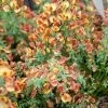 Genêt à Balais - Cytisus Scoparius Lena -Promesse de fleurs Boutique Cytisus scoparius Lena 781594 1