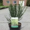 Genêt à Balais - Cytisus Scoparius Luna 2 Genêt à Balais - Cytisus Scoparius Luna -Promesse de fleurs Boutique Cytisus scoparius Luna 83012 1 1