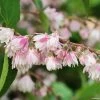 Deutzia Scabra Codsall Pink - Deutzie 2 Deutzia Scabra Codsall Pink - Deutzie -Promesse de fleurs Boutique DEUTZIA 781605 1