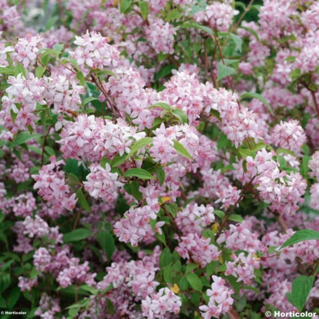 Deutzia Hybride Mont Rose - Deutzie 3 Deutzia Hybride Mont Rose - Deutzie