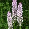 Dactylorhiza Fuchsii - Orchis De Fuchs 1 Dactylorhiza Fuchsii - Orchis De Fuchs -Promesse de fleurs Boutique Dactylorhiza fuchsii 8892 1 1