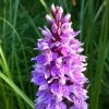 Dactylorhiza Maculata, Orchis Tacheté - Orchidée Terrestre Et Vivace -Promesse de fleurs Boutique Dactylorhiza maculata 8161 1