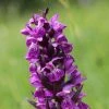 Dactylorhiza Majalis - Orchis De Mai Ou à Feuilles Larges -Promesse de fleurs Boutique Dactylorhiza majalis 8893 1
