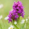 Dactylorhiza Purpurella, Orchis Pourpre - Orchidée Vivace De Jardin -Promesse de fleurs Boutique Dactylorhiza purpurella copyright 8163111 1
