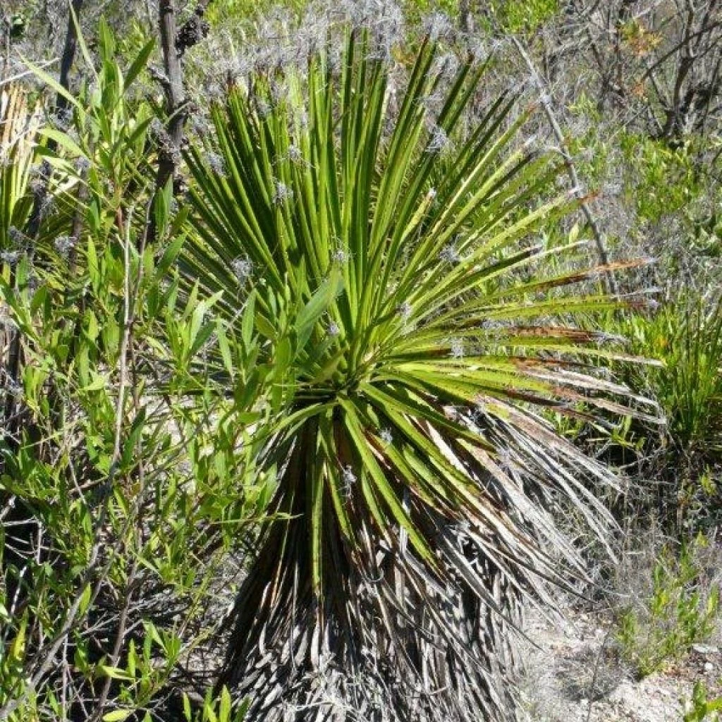 Dasylirion Lucidum - Sotol Brillant 3 Dasylirion Lucidum - Sotol Brillant