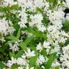 Deutzia Yuki Snowflake - Deutzie 1 Deutzia Yuki Snowflake - Deutzie -Promesse de fleurs Boutique Deutzia Yuki Snowflake 84477 1