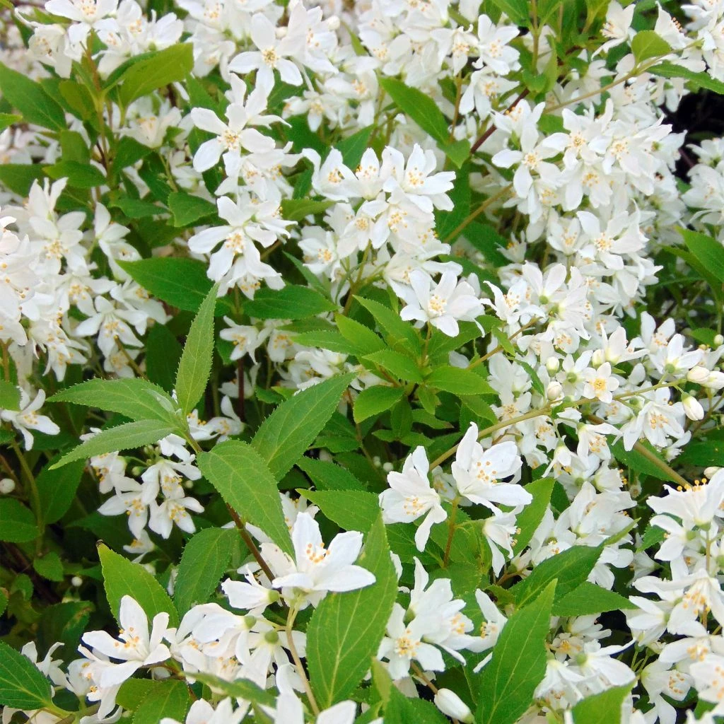 Deutzia Yuki Snowflake - Deutzie 3 Deutzia Yuki Snowflake - Deutzie