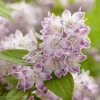 Deutzia Hybride Raspberry Sundae - Deutzie -Promesse de fleurs Boutique Deutzia hybride Raspberry Sundae 87091 1