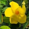Dipladenia Diamantina Opale Citrine 2.0 - Mandevilla 1 Dipladenia Diamantina Opale Citrine 2.0 - Mandevilla -Promesse de fleurs Boutique Dipladenia diamantina opale citrine 164710 2
