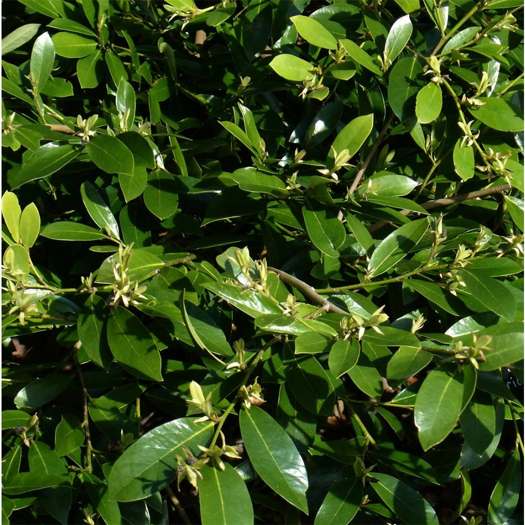 Distylium Emerald Heights 3 Distylium Emerald Heights