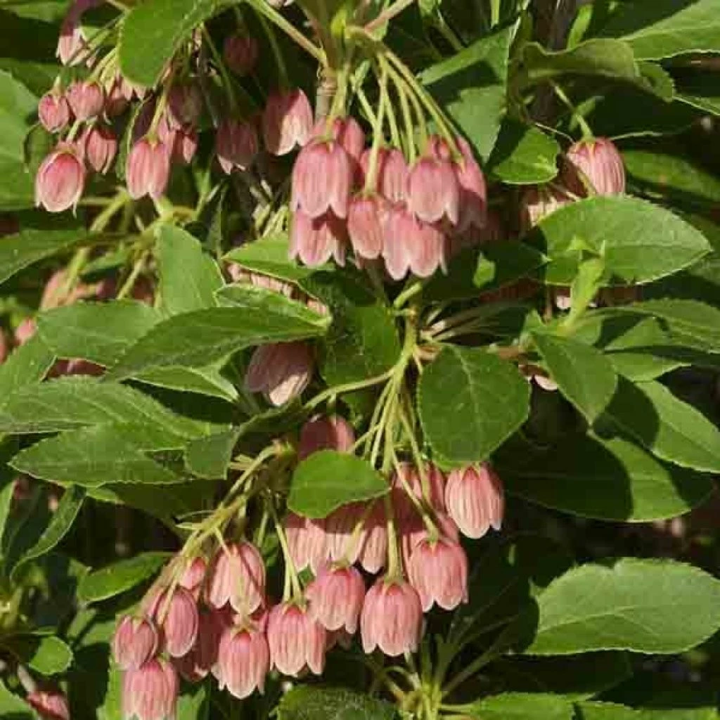 Enkianthus Campanulatus Var. Palibinii 3 Enkianthus Campanulatus Var. Palibinii