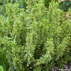 Euonymus Japonicus Microphyllus Albovariegatus - Fusain Du Japon