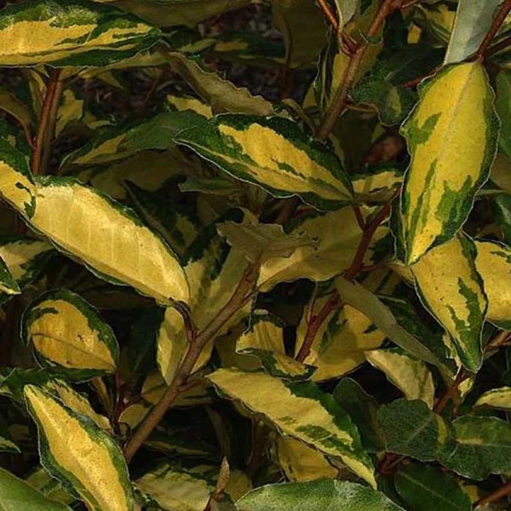 Elaeagnus Ebbingei Eleador - Chalef 3 Elaeagnus Ebbingei Eleador - Chalef