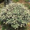 Elaeagnus Pungens Hosuba Fukurin - Chalef Panaché 2 Elaeagnus Pungens Hosuba Fukurin - Chalef Panaché -Promesse de fleurs Boutique Elaeagnus pungens Hosuba Fukurin 781598 1