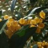 Elaeagnus Umbellata Fortunella - Goumi Du Japon