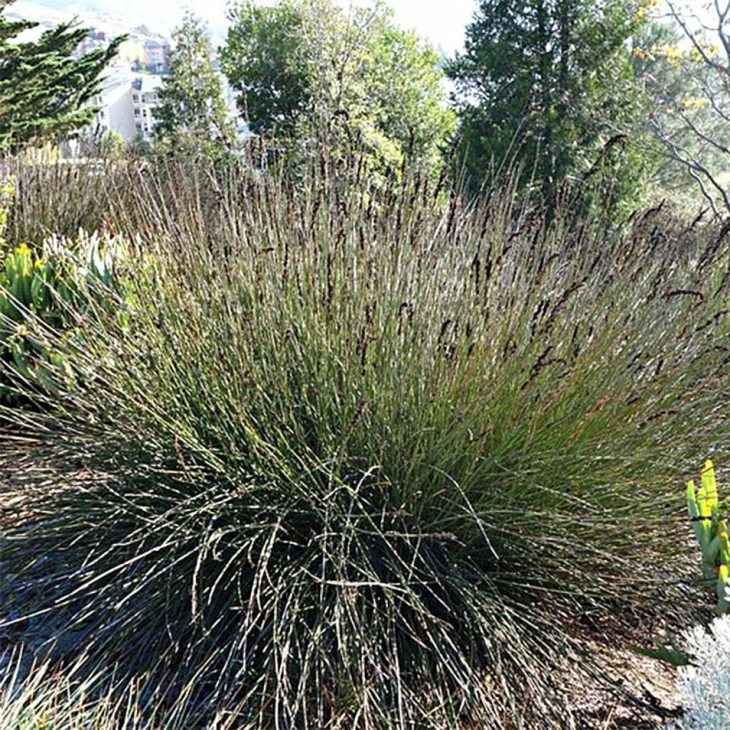 Elegia Elephantina - Restio 3 Elegia Elephantina - Restio