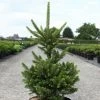 Picea Abies Will's Zwerg - Épicéa Commun 1 Picea Abies Will's Zwerg - Épicéa Commun -Promesse de fleurs Boutique Epicea commun Picea abies Will s Zwerg IF 1002732 1