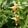 Epipactis Gigantea - Helleborine -Promesse de fleurs Boutique Epipactis gigantea 80426 1