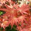 Erable Du Japon - Acer Palmatum Brown Sugar -Promesse de fleurs Boutique Erable du Japon Acer palmatum Brown Sugar copyright 18283 1