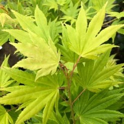 Erable Du Japon - Acer Palmatum Summer Gold