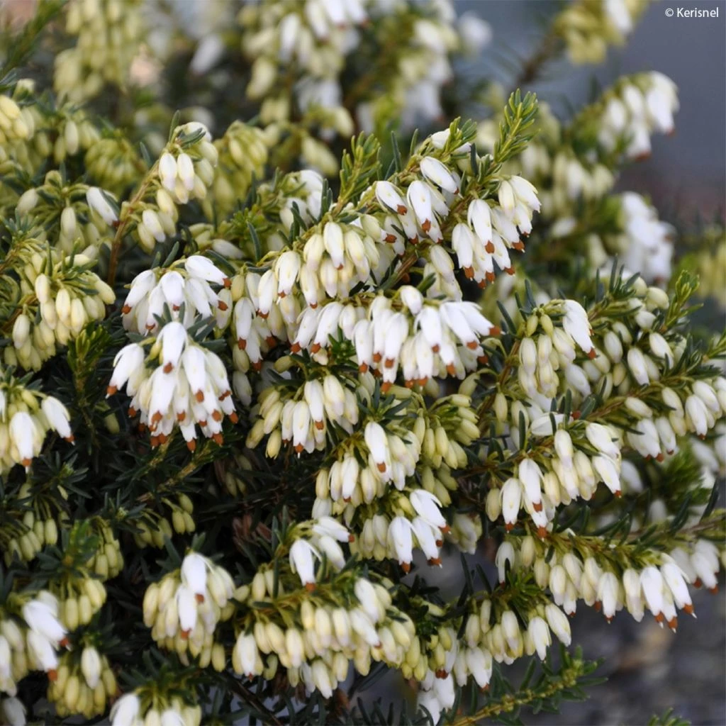 Bruyère Des Neiges - Erica Carnea Isabell 3 Bruyère Des Neiges - Erica Carnea Isabell