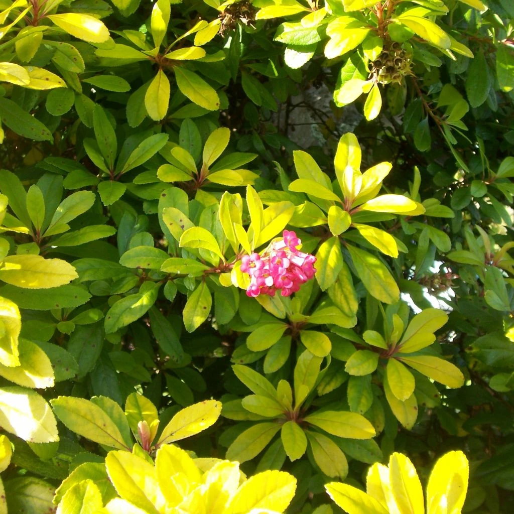 Escallonia Laevis Gold Ellen 3 Escallonia Laevis Gold Ellen