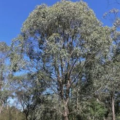 Eucalyptus Camphora Subsp Humeana - Gommier Des Marais De Montagne