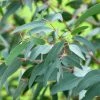 Eucalyptus Saxatilis - Mallée Des Rochers 1 Eucalyptus Saxatilis - Mallée Des Rochers -Promesse de fleurs Boutique Eucalyptus saxatilis Mallee des rochers V 18858 1