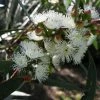 Eucalyptus Gregsoniana Ou Pauciflora Var. Nana - Gommier Des Neiges -Promesse de fleurs Boutique Eucalyptus gregsoniana LD Flickr M.Whitelaw 16245 2