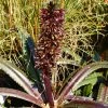 Eucomis Freckles - Eucomide Panachée 2 Eucomis Freckles - Eucomide Panachée -Promesse de fleurs Boutique Eucomis Freckles V 5029 1