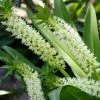 Eucomis Playa Blanca® - Eucomide -Promesse de fleurs Boutique Eucomis Playa Blanca V 4189 1