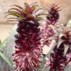 Eucomis Vandermerwei - Eucomide Panachée -Promesse de fleurs Boutique Eucomis vandermerwei 4176 1