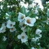 Eucryphia Intermedia Rostrevor -Promesse de fleurs Boutique Eucryphia intermedia Rostrevor 781697 1