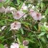 Eucryphia Lucida Ballerina 2 Eucryphia Lucida Ballerina -Promesse de fleurs Boutique Eucryphia lucida Ballerina eucryphia luisant V 16660 1