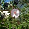 Eucryphia Lucida Pink Cloud -Promesse de fleurs Boutique Eucryphia lucida Pink cloud Eucryphia luisant 16662 1