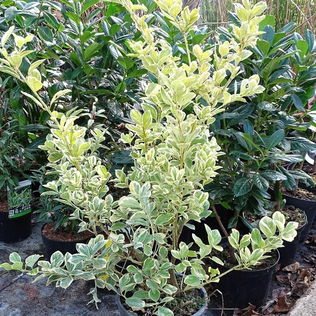 Euonymus Japonicus Président Gauthier - Fusain Du Japon 3 Euonymus Japonicus Président Gauthier - Fusain Du Japon