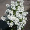 Exochorda Racemosa Magical Springtime 2 Exochorda Racemosa Magical Springtime -Promesse de fleurs Boutique Exochorda Magical Springtime 82317 1