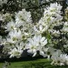 Exochorda Serratifolia Snow White - Arbre Aux Perles -Promesse de fleurs Boutique Exochorda serratifolia Snow White 100621 1