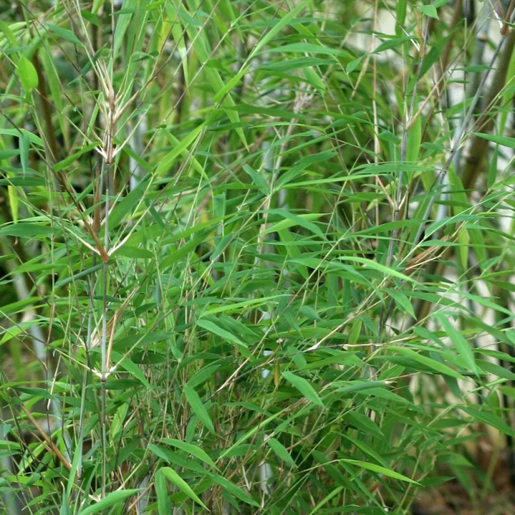 Fargesia Taibashan 2 - Bambou Non Traçant 3 Fargesia Taibashan 2 - Bambou Non Traçant