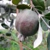 Feijoa Ou Acca Sellowiana Apollo - Goyavier Du Brésil -Promesse de fleurs Boutique Feijoa ou Acca sellowiana Apollo Goyavier du Bresil IF 180081 1