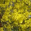 Forsythia Nimbus - Mimosa De Paris Nain
