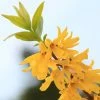 Forsythia Viridissima Citrus Swizzle - Mimosa De Paris -Promesse de fleurs Boutique Forsythia viridissima Citrus Swizzle 781621 1