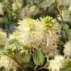 Fothergilla Gardenii 2 Fothergilla Gardenii -Promesse de fleurs Boutique Fothergilla gardenii copyright 84079 1