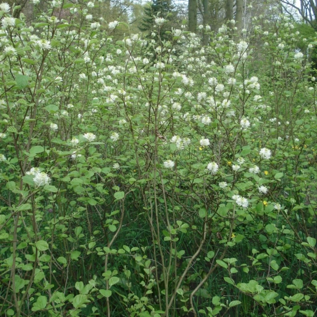 Fothergilla Major - Grand Fothergilla 3 Fothergilla Major - Grand Fothergilla
